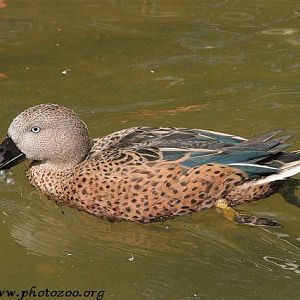 Red shoveler (Anas platalea)
