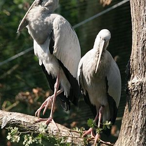Asian openbill stork (Anastomus oscitans)