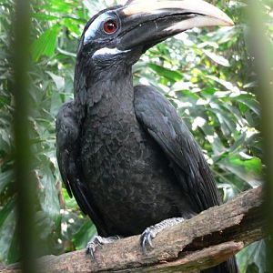 Bushy-crested hornbill (Anorrhinus galeritus)