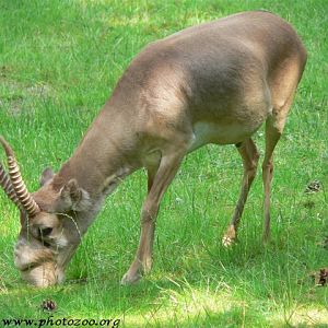 Saiga antelope (Saiga tatarica)