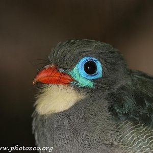 Sumatran trogon (Apalharpactes mackloti)