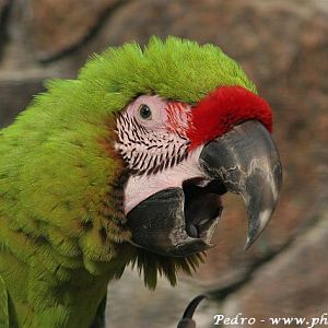 Buffon's macaw (Ara ambigua)