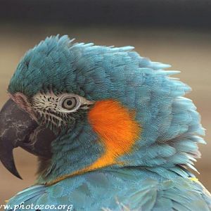 Blue-throated macaw (Ara glaucogularis)