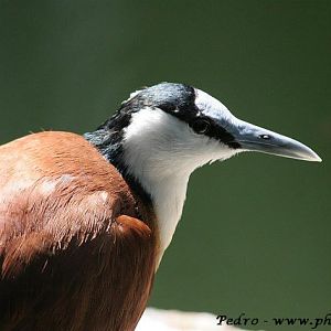 African jacana (Arctophilornis africanus)