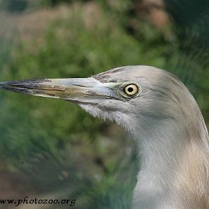 Gray's pond heron (Ardeola grayi)