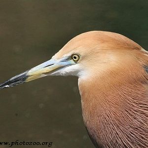 Javan pond heron (Ardeola speciosa)