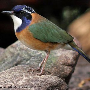 Pitta-like ground-roller (Atelornis pittoides)