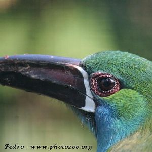 Blue-rumped toucanet (Aulacorhynchus haematopygus)