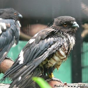 Black baza (Aviceda leuphotes)