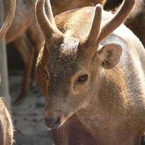 Kuhl's hog deer (Axis kuhlii)