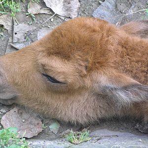 Bison calf - Plackendaal