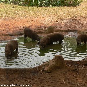 Babirussa (Babirussa babyrussa)