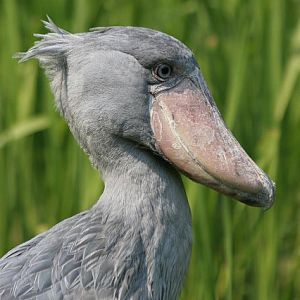 Shoebill (Balaeniceps rex)
