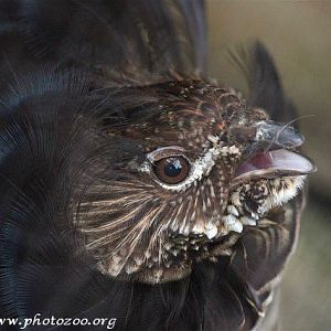 Ruffed grouse (Bonasa umbellus)
