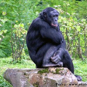 Bonobo (Pan paniscus)