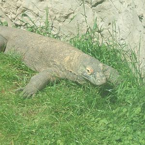 Komodo Dragon at Chester Zoo