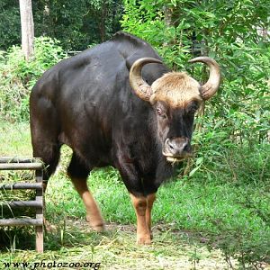Malayan gaur (Bos gaurus hubbacki)