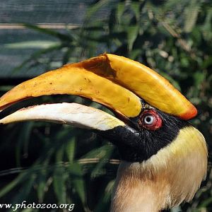 Great indian hornbill (Buceros bicornis)