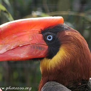 Rufous hornbill (Buceros hydrocorax)