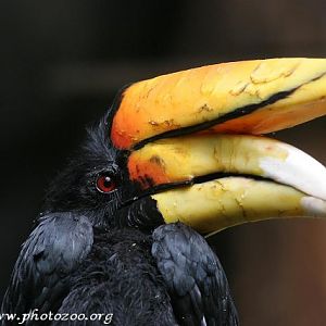Javan rhinoceros hornbill (Buceros rhinoceros silvestris)