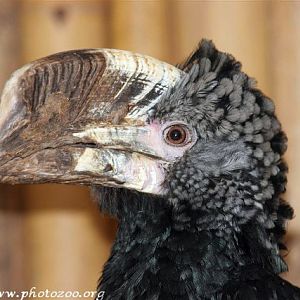 Silvery-cheeked hornbill (Bycanistes brevis)