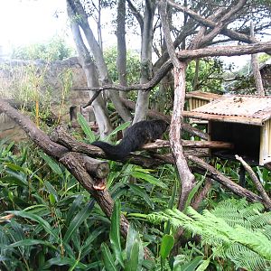 binturong-WILD ASIA