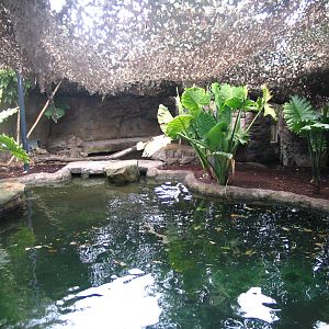Malayan Tapir exhibit-WILD ASIA