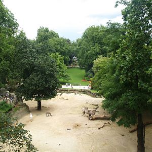 Camel and donkey exhibit  Antwerp Zoo