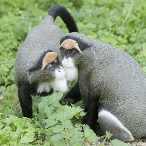 De Brazza's guenons