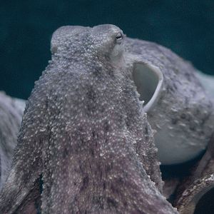 Common Octopus (O. vulgaris)