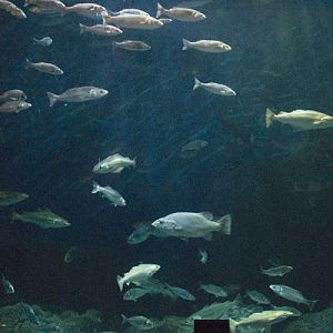 The Atlantic Reef tank at the National Marine Aquarium, Plymouth