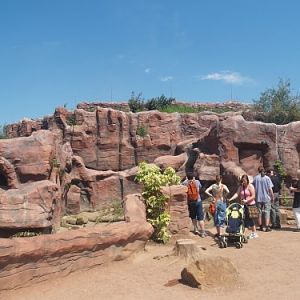 Rocks and Porcupine enclosure