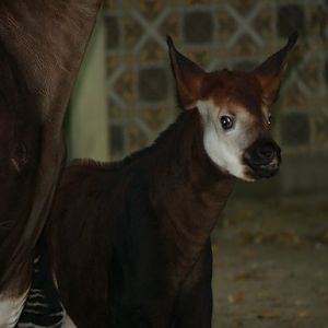 Baby okapi Hakima