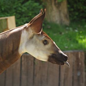Okapi at Antwerp Zoo