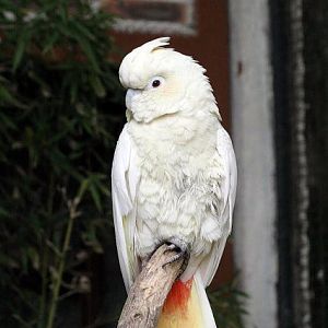 Red-vented cockatoo (Cacatua haematuropygia)