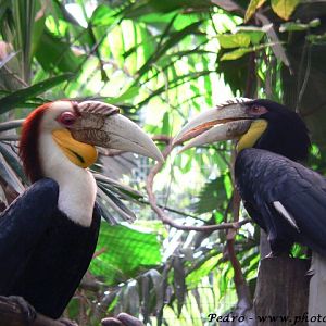 Wreathed hornbill (Aceros undulatus)