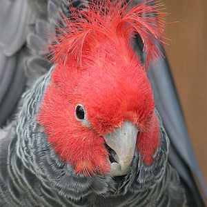 Gang-gang cockatoo (Callocephalon fimbriatum)