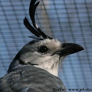 Crested jay (Calocitta formosa)
