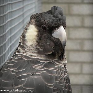 Baudinus cockatoo (Calyptorhynchus baudini)