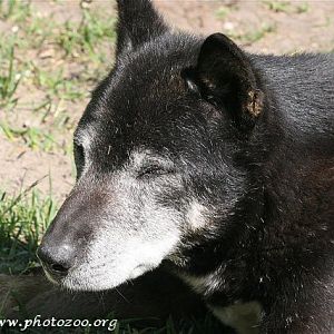 New-Guinea Singing dog (Canis hallstromi)