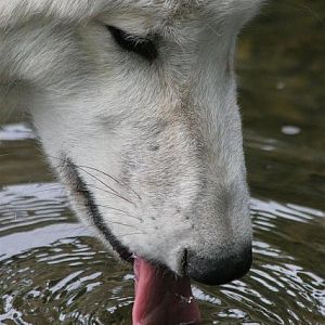 Hudson bay wolf (Canis lupus hudsonicus)