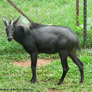 Sumatran serow (Capricornis sumatraensis)