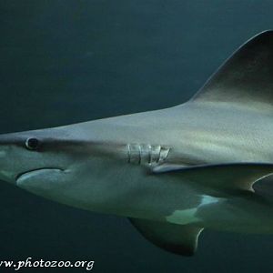 Grey sand shark (Carcharhinus plumbeus)