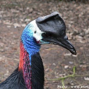 Bennett's cassowary (Casuarius bennetti)