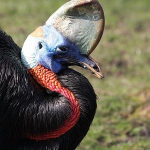 Single-wattled cassowary (Casuarius unappendiculatus)