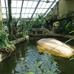 Large Inner hippopotamus enclosure