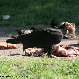 Yellow-headed vulture (Cathartes burrovianus)