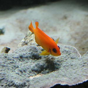 Lemon angelfish (Centropyge flavissimus)