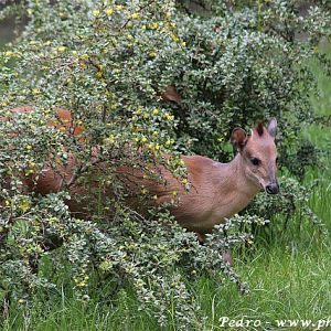 Red duiker (Cephalophus natalensis)