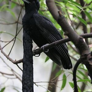 Wattled umbrellabird (Cephalopterus penduliger)